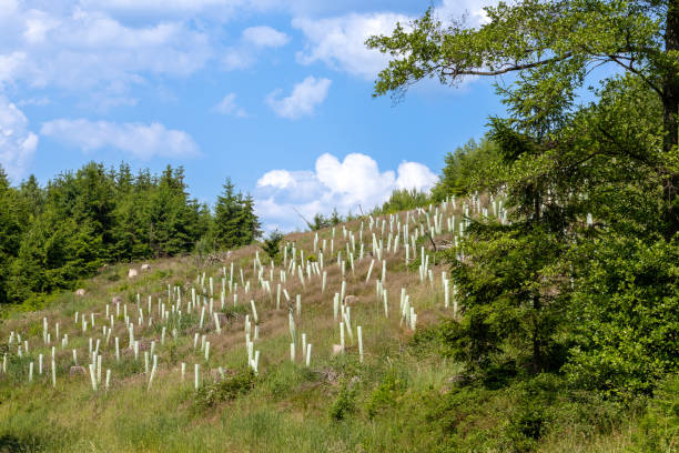 istock reforestation with tree seedlings with plastic tubes around stem growing in rows 2191039975
