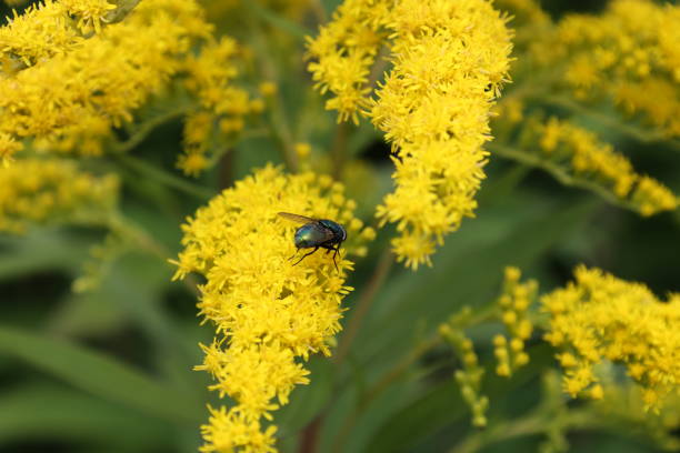 istock A yellow flower with a blue and black insect on it 2191040000