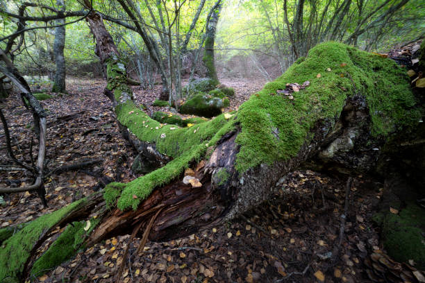 istock Moss in the Somosierra Birch 2191040198