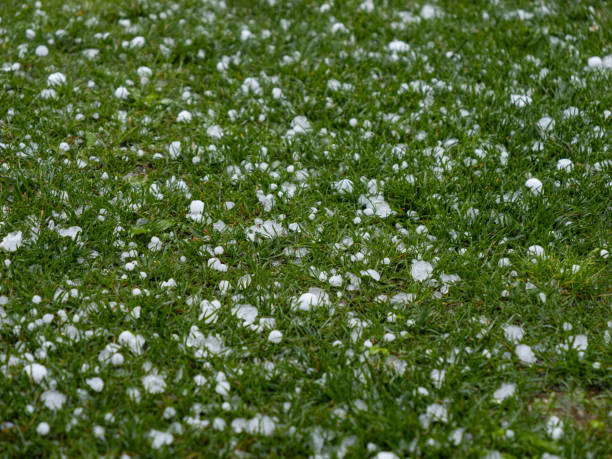 istock CLOSE UP: Green lawn is getting covered with white hailstones after a hailstorm 2191040281