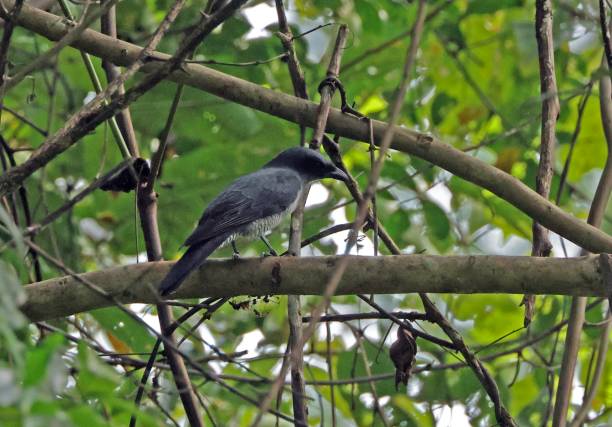 istock Andaman Cuckooshrike 2191040825