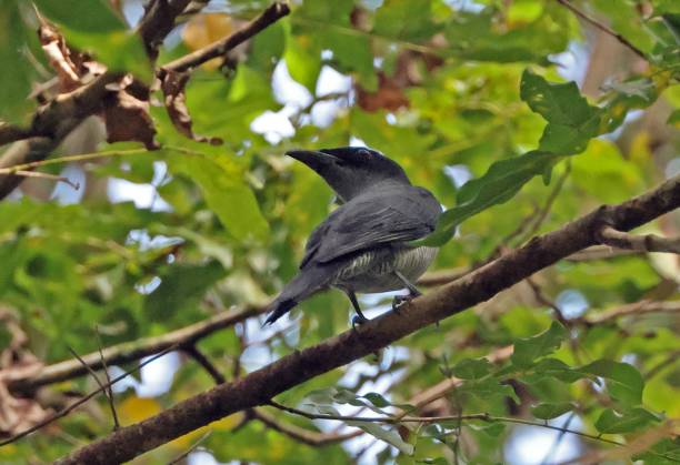 istock Andaman Cuckooshrike 2191040826