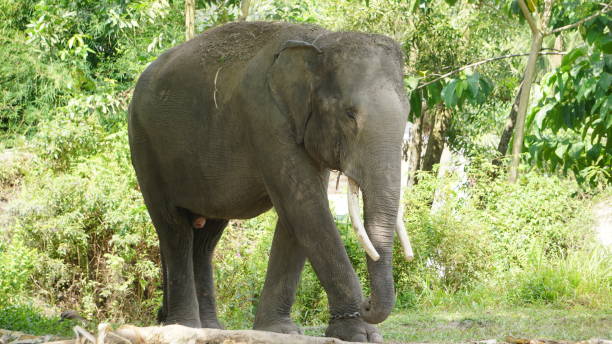 istock Sumatran Elephant at the Zoo 2191041072