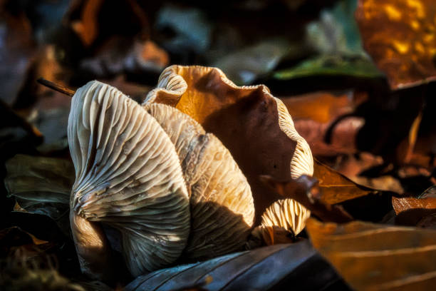 istock Toadstool's cap curls over at the end of its flowering period, showing an atmospheric decay 2191041184