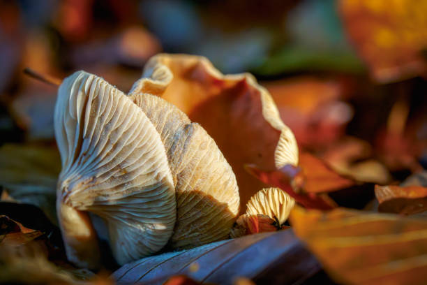 istock Full grown fungi whose caps have started to curl. autumn-like scene on the forest floor with autumn leaves in the low light 2191041412