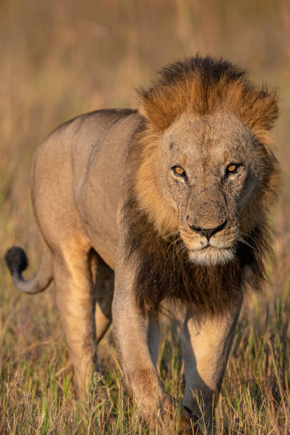 A male lion (Panthera leo) wanders through the grasslands in Botswana, Africa