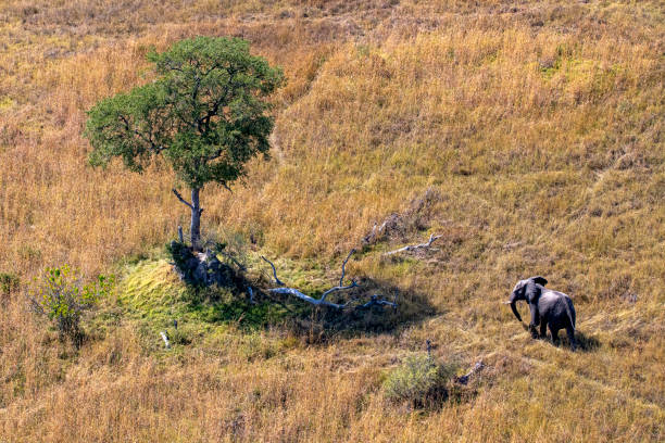 istock An elephant (Loxodonta africana) wanders through the grasslands to a tree in Botswana, Africa 2191044402
