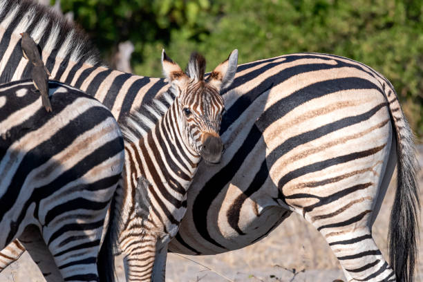 Ein junges Burchell-Steppenzebra (Equus quagga burchellii) (Burchell's plains zebra) versteckt sich hinter seiner Mutter im Moremi-Wildreservat im Okawangodelta, Botswana, Südliches Afrika
