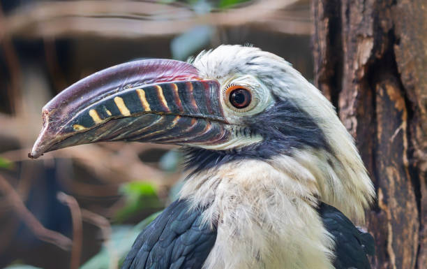 istock Close-up view of a male Visayan hornbill 2191045012