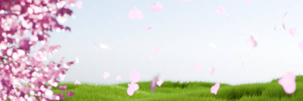 A serene spring landscape featuring blooming cherry blossoms and scattered petals in a green field background. 3d rendering
