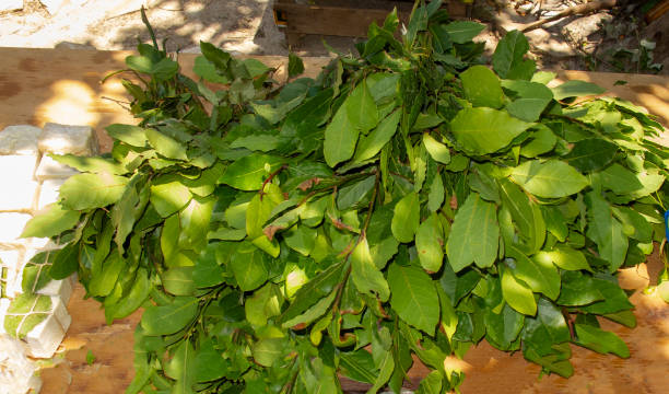Daphne soap and daphne tree branch and leaves