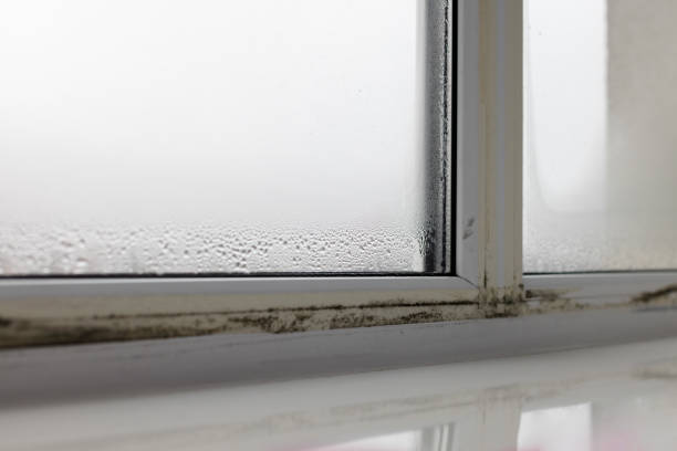 istock Black mouldy fungus growing on windows. Dampness problem concept. Condensation on the window. 2191047977