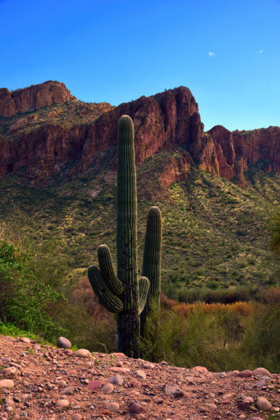 istock Salt River Recreation Area Arizona 2191049509