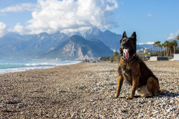 Dog Portrait, full body shot of German Shepherd
