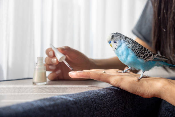 istock A woman applying nail polish while a budgie watches her 2191049718
