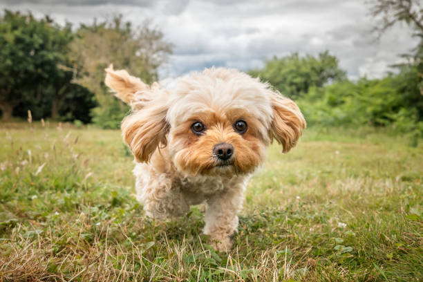 istock Cavachon on Ascot Racecourse in Berkshire 2191054347
