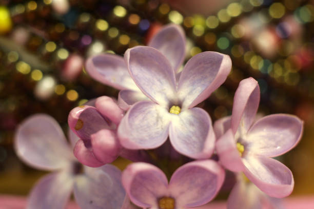 Blossoming purple lilacs in the spring.
