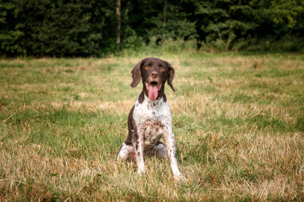 istock Springer Spaniel dog in a field in Bracknell 2191054760