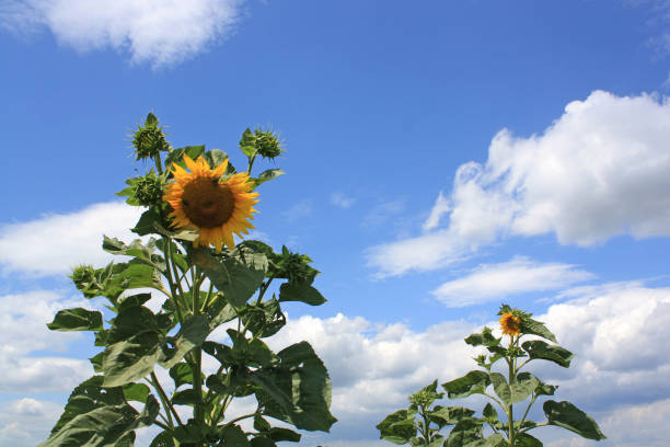 a sunflower field in the summer