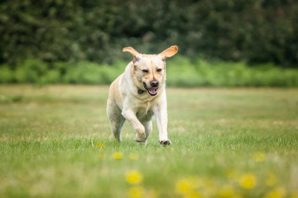 istock Yellow Labrador having fun at Ascot Heath in the summer on a run 2191054858