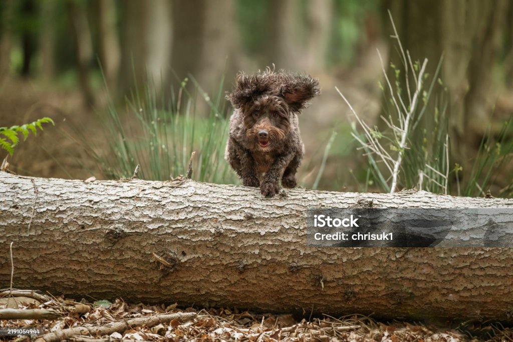 Cocapoo Jumping Brown Cockapoo In The Windsor Forest Jumping The Fallen Tree Log Stock ...