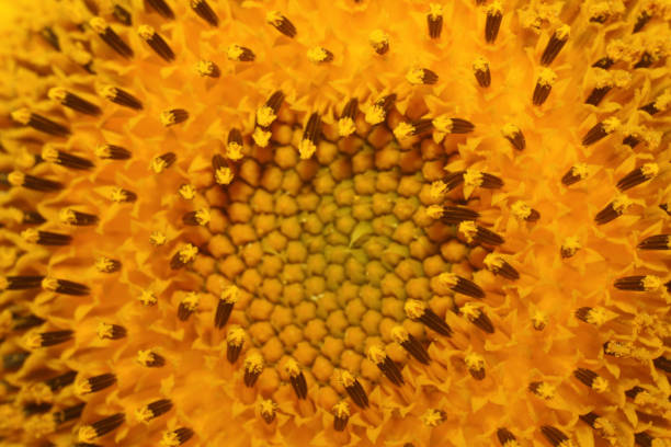 Sunflower isolated on white background