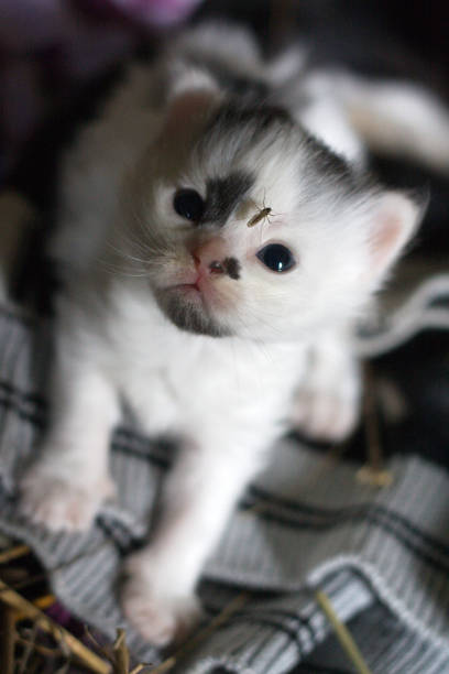 istock portrait of a fluffy cat 2191055273