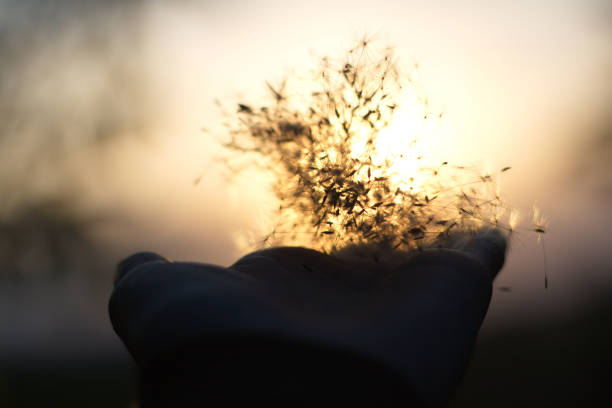 a the rays of sun shining through the branches of a willow