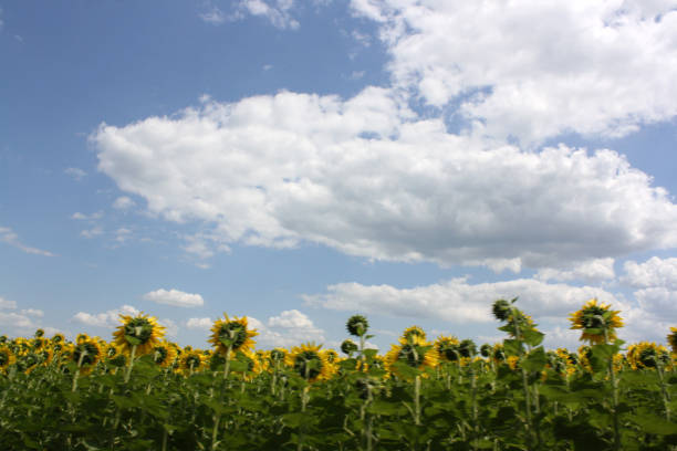 a sunflower field with sunflowers, agriculture