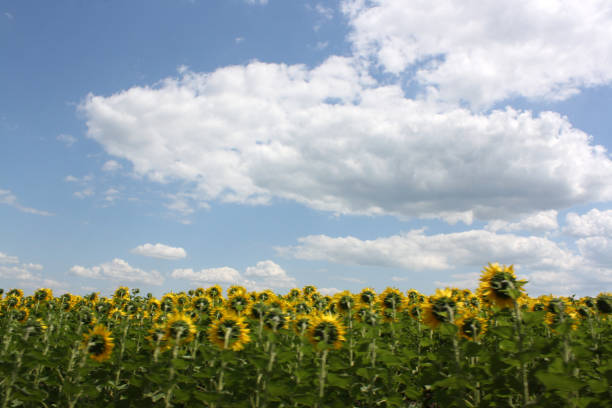 a sunflower field with sunflowers, agriculture