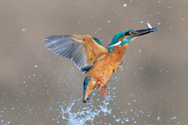 istock kingfischer fishing 2191055454