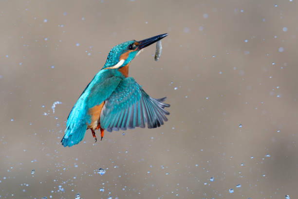 istock kingfischer fishing 2191055535