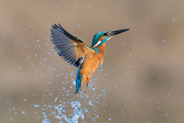 istock kingfischer fishing 2191055558