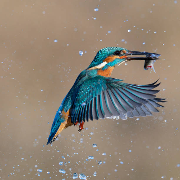 istock kingfischer fishing 2191055572