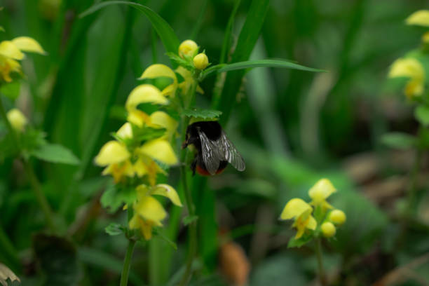 pollination bee spring season specific nature macro nature view with flowers
