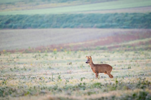 istock roe buck in the mist at sunrise 2191058099