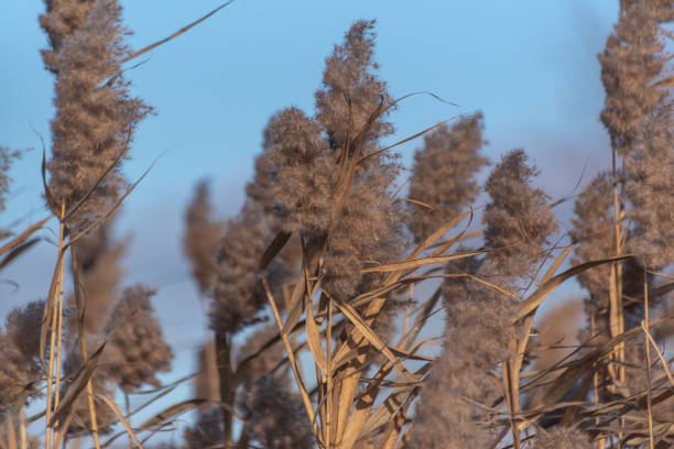 Reed beds at sunset.