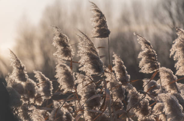 istock Fluffy reeds on a winter lake at sunset 2191058324