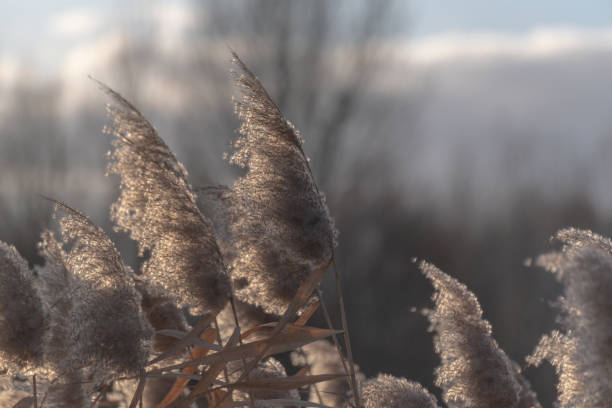 istock Fluffy reeds on a winter lake at sunset 2191058327