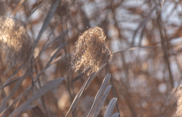 Fluffy reeds on a winter lake at sunset