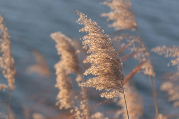 istock Fluffy reeds on a winter lake at sunset 2191058367