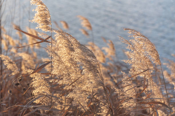 istock Fluffy reeds on a winter lake at sunset 2191058383