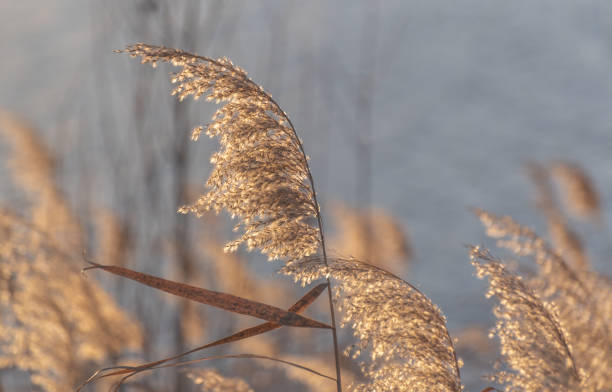 istock Fluffy reeds on a winter lake at sunset 2191058385