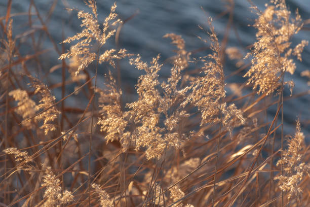 istock Fluffy reeds on a winter lake at sunset 2191058400