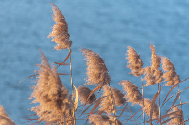istock Fluffy reeds on a winter lake at sunset 2191058403