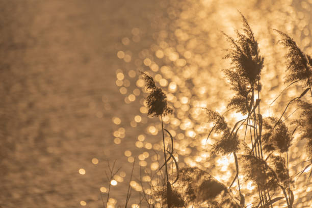istock Fluffy reeds on a winter lake at sunset 2191058405