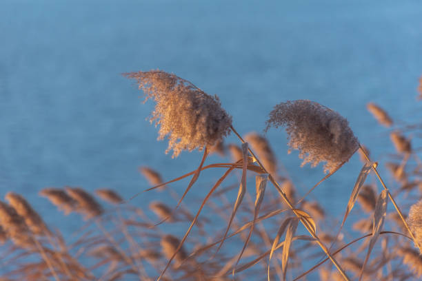 istock Fluffy reeds on a winter lake at sunset 2191058428