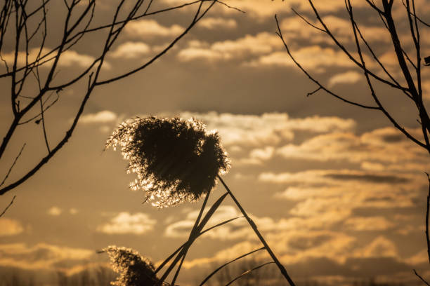 Fluffy reeds on a winter lake at sunset