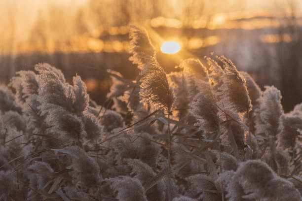 istock Fluffy reeds on a winter lake at sunset 2191058566