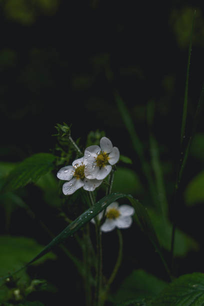 istock White wildflowers with dew in a dark forest 2191058642